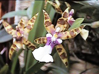 Miltonia clowesii