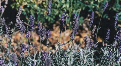 Lavender