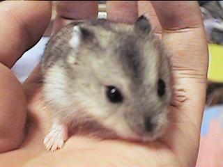 chibisuke2
