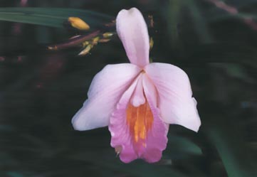 Bamboo orchid