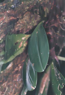 Bulbophyllum #2