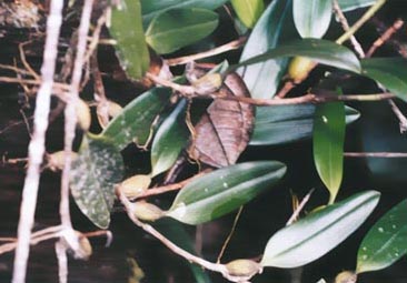 Bulbophyllum #4