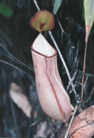 N. albo-marginata?