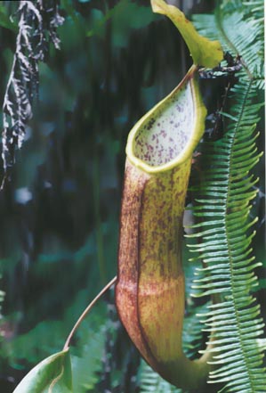 N. sanguinea
