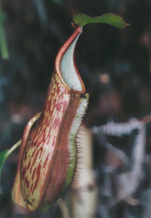 HYBRID?