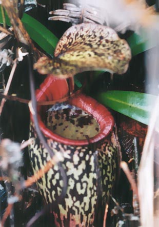 N. macfarlanei