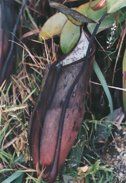 N. macfarlanei x N. gracilima