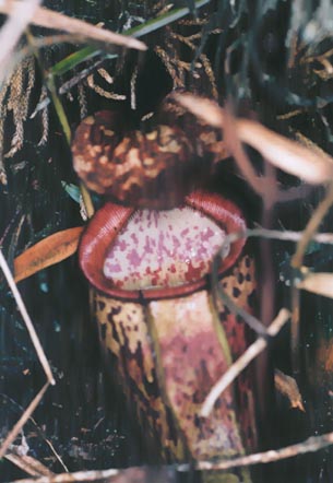 N. macfarlanei