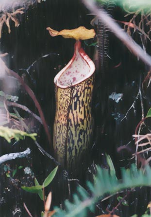 N. macfarlanei x N. sanguinea
