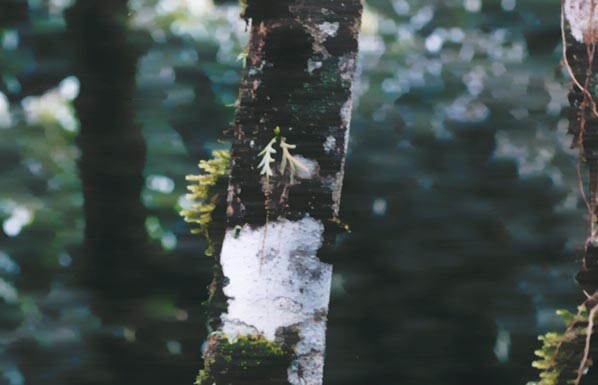 orchid5.jpg