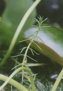 Myriophyllum ussuriense