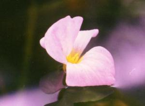Ottelia