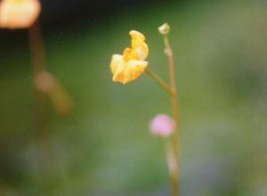 Utricularia australis