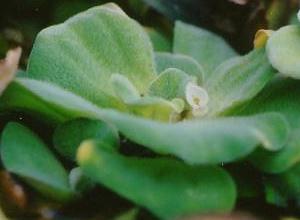 Pistia stratiotes