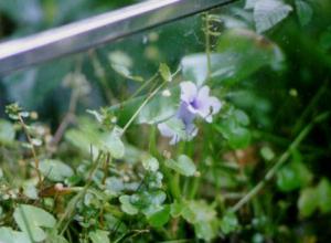 Eichhornia azurea