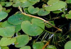 Trapa japonica Flerov