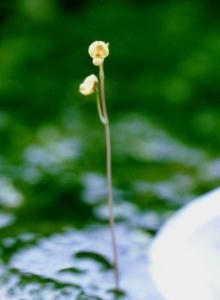 Utricularia aurea