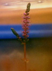 Rotala