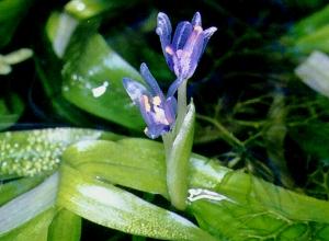 Heteranthera
