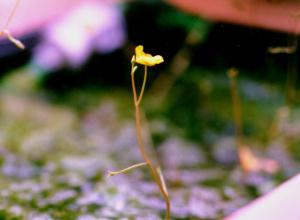 Utricularia australis