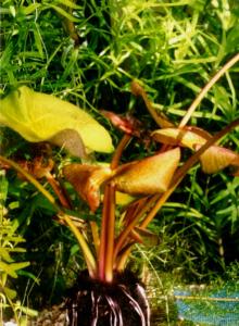 Nymphaea madagascaliensis(invoice)