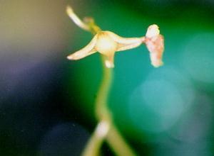 Utricularia aurea