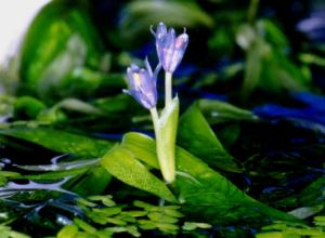 Heteranthera