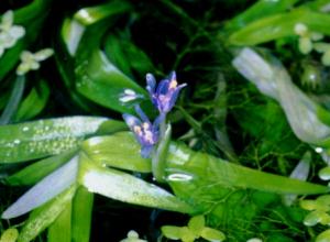 Heteranthera
