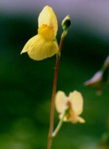 Utricularia aurea