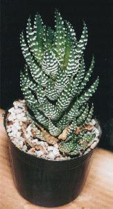 Haworthia reinardtii var. zebrina