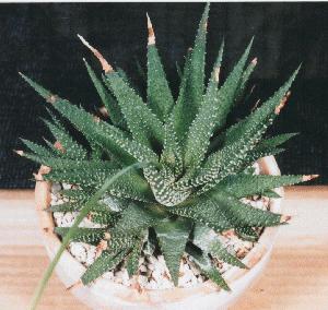 Haworthia attenuata