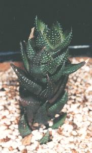 Haworthia coarctata