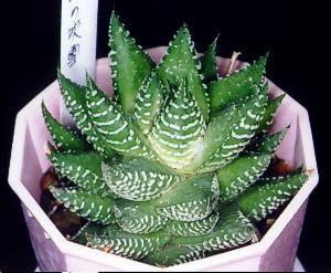 Haworthia coarctata var. major