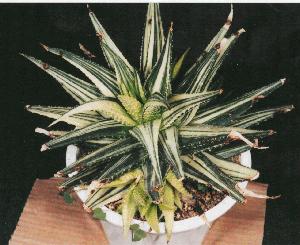 Haworthia No.5