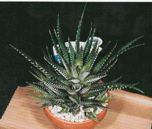 Haworthia No.6