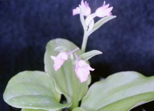Aorchis cyclochila