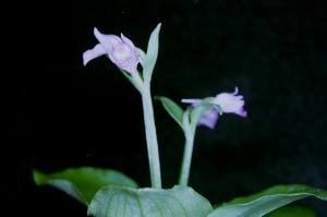 Aorchis cyclochila