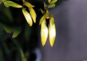 Bulbophyllum carunculatum