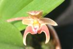 Bulbophyllum macroglossum