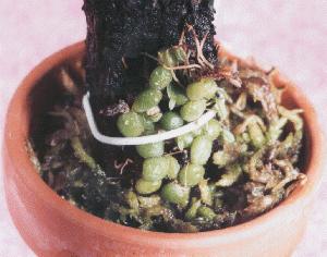 Bulbophyllum moniliforme