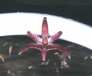 Bulbophyllum patens