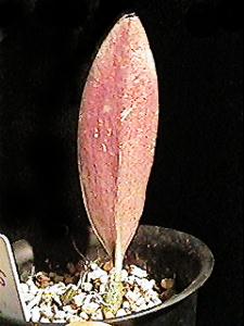 b_sp16_1.jpg