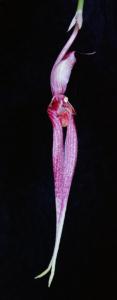 Cirrhopetalum biflorum