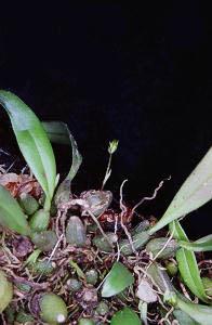 Cirrhopetalum japonicum