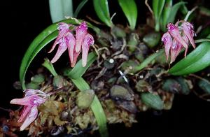 Cirrhopetalum japonicum