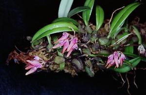 Cirrhopetalum japonicum
