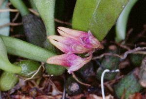Cirrhopetalum japonicum