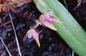 Cirrhopetalum japonicum