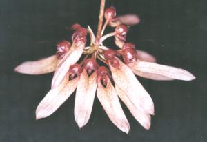 Cirrhopetalum longifolium(invoice)