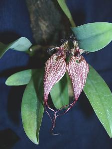 Cirrhopetalum rothschildianum 'MBE'